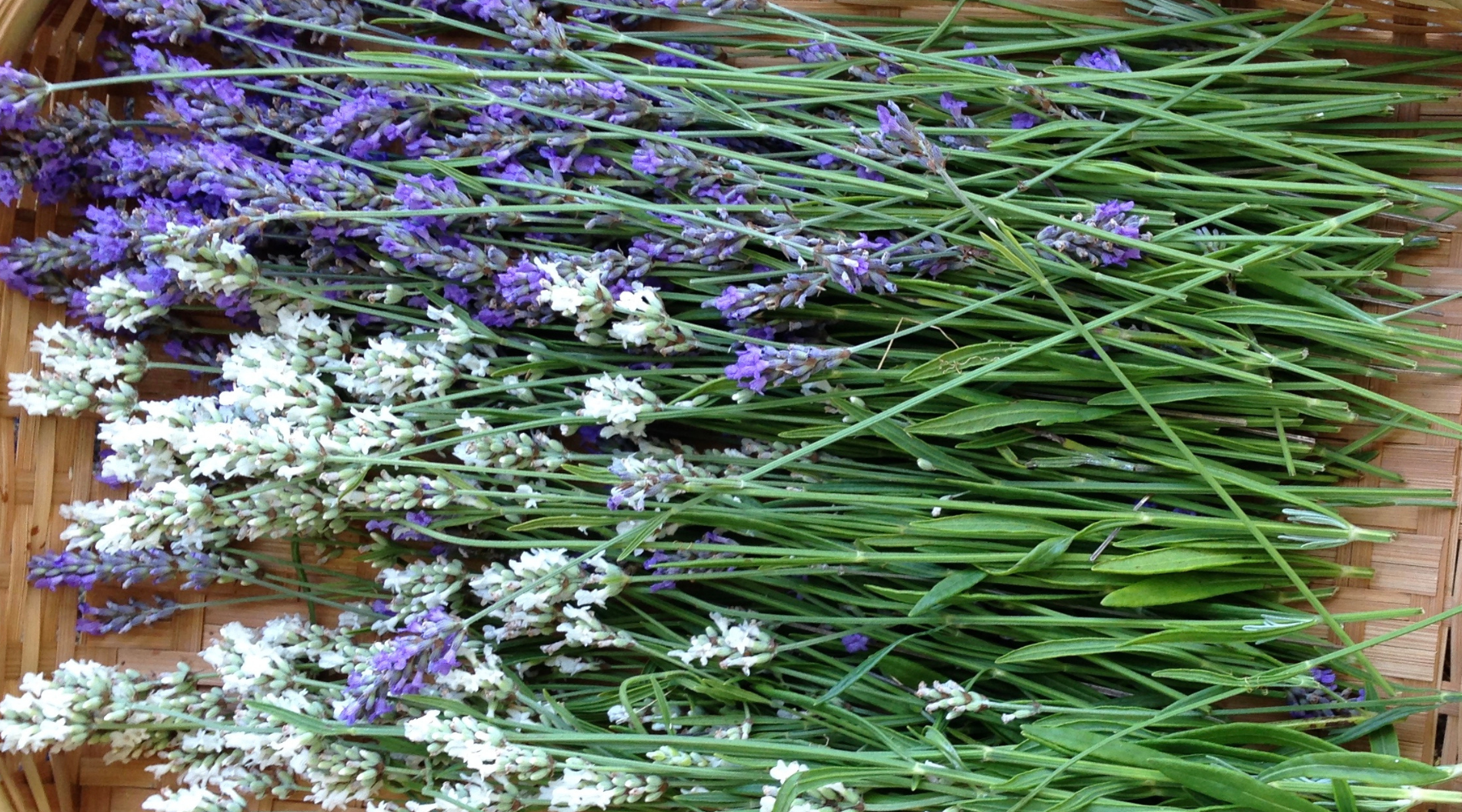 Lavender